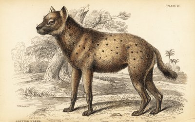 Fläckig hyena eller skratthyena, Crocuta crocuta (Hyaena crocuta) av William Home Lizars