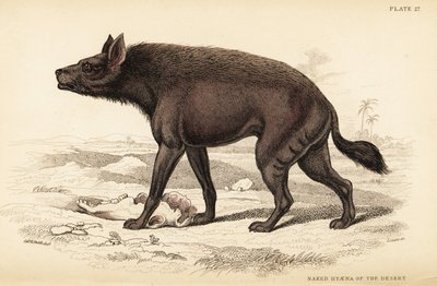 Randig hyena, Hyaena hyaena (öknens nakenhyena, Hyaena vulgaris) av William Home Lizars