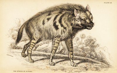 Randig Hyena, Haena Haena av William Home Lizars