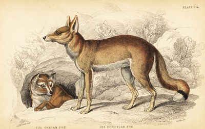 Syrisk räv eller Taaleb, Vulpes thaleb (eller Blanfords räv, Vulpes cana?) och egyptisk räv eller Sabora, Vulpes vulpes niloticus av William Home Lizars