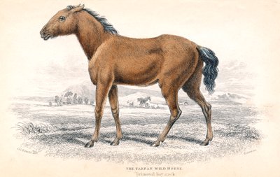 Tarpan, 1830 av William Home Lizars