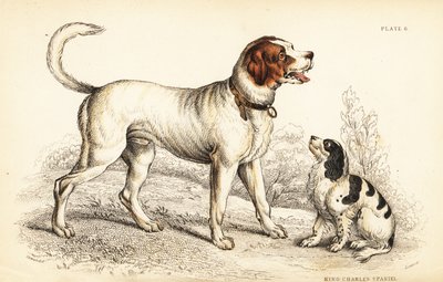 Den alpina eller stora St Bernard-hunden, Canis lupus familiaris, och King Charles spaniel, Canis lupus familiaris (Canis extrarius) av William Home Lizars