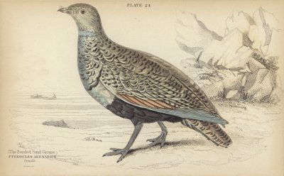 The Banded Sand Grouse av William Home Lizars