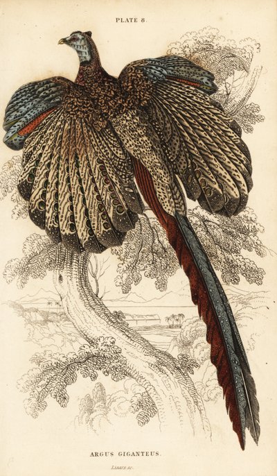 Den stora argus, Argusianus argus (Argus fasan eller gigantisk argus, Argus giganteus) av William Home Lizars