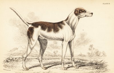 Orientalisk hund, Canis lupus familiaris av William Home Lizars