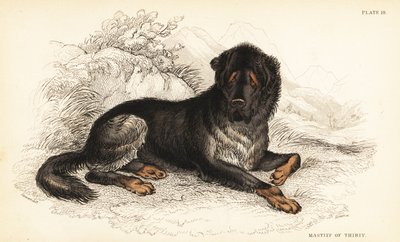 Tibetansk mastiff, Canis lupus familiaris (Mastiff of Tibet, Canis urcani) av William Home Lizars
