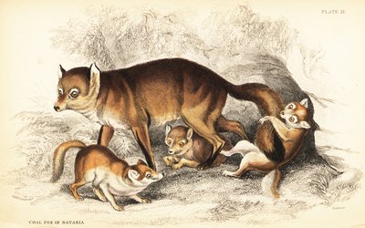 Variation av rödräv, Vulpes vulpes, med ungar (Bayerns kolräv, Vulpes alopex) av William Home Lizars