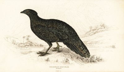 Västra tragopan eller västra horned tragopan, hona, Tragopan melanocephalus av William Home Lizars