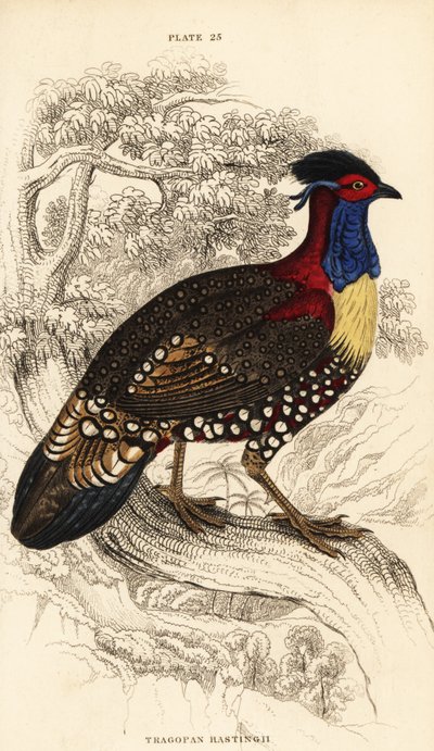 Västra tragopan eller västra horned tragopan, hane, Tragopan melanocephalus av William Home Lizars