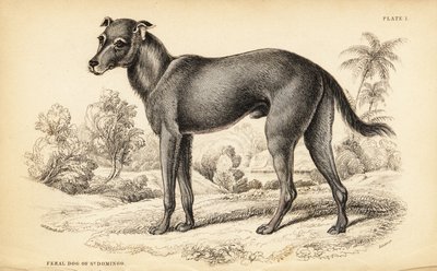 Vildhund hittad i Dominikanska republiken och Haiti, Canis lupus familiaris (vildhund från St. av William Home Lizars