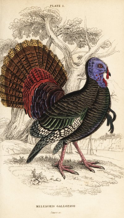Vild kalkon, hane, Meleagris gallopavo av William Home Lizars