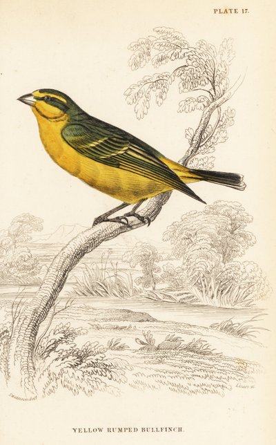 Gulprydd kanariefågel (Senegal), Crithagra mozambica caniceps (Gulrumpad domherre, Crithagra chrysopyga) av William Home Lizars