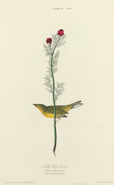 Selbys flugsnappare av William Home Lizars after John James Audubon