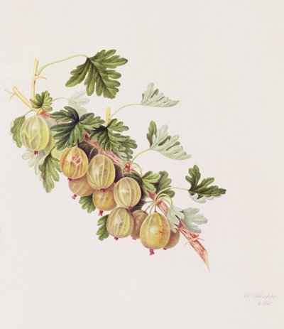 Gröna krusbär, 1815 av William Hooker