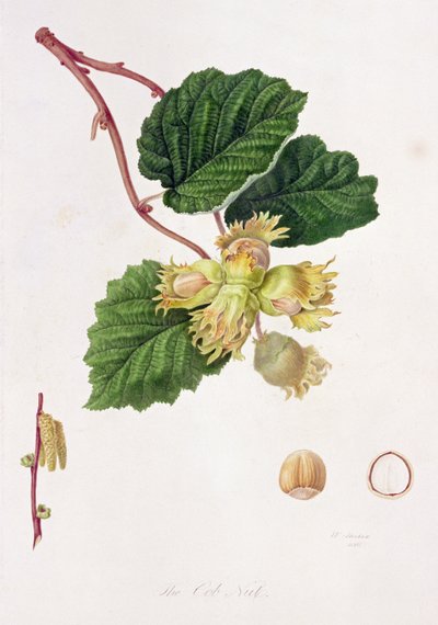 Cob Nut, 1816 av William Hooker