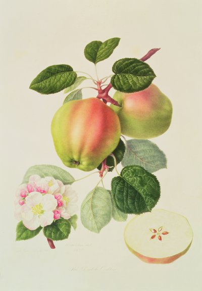 Den holländska Codlin, 1820 av William Hooker