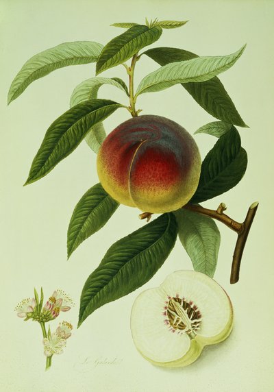 The Galande Peach (färglitografi) av William Hooker