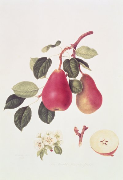 Den rödgröna päronbusken Päron, 1819 av William Hooker