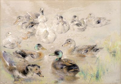Studie av ankor av William Huggins