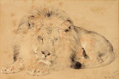 Study of a Lion, 1879 (krita på papper) av William Huggins