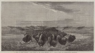 En flock bisonhundar som korsar en flodbotten i övre Missouri, i den sena internationella utställningen. av William Jacob, Sr. Hays