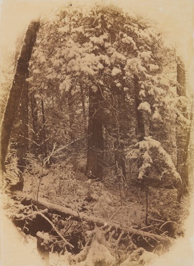 Utan titel Woods in Snow, 1859. av William James Stillman