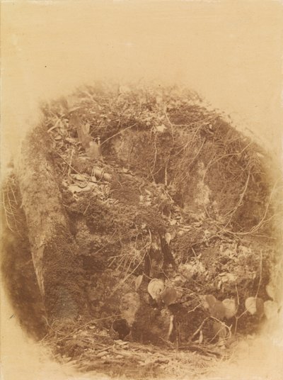 Utan titel, från portfolion The Forest: Adirondacks skogar av William James Stillman
