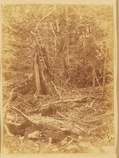 Utan titel, från portfolion The Forest: Adirondacks skogar av William James Stillman