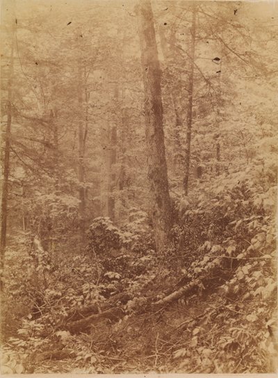 Utan titel, från portfolion The Forest: Adirondacks skogar av William James Stillman