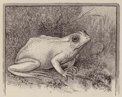 En albinogroda (gravyr) av William James Webbe