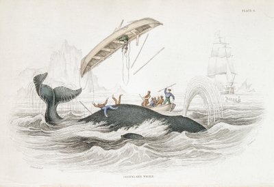 Harpunera en Grönlandsval som har kastat en av de attackerande båtarna. Från William Jardine The Naturalist