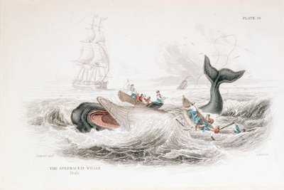 Harpunera en kaskelot, 1837 av William Jardine