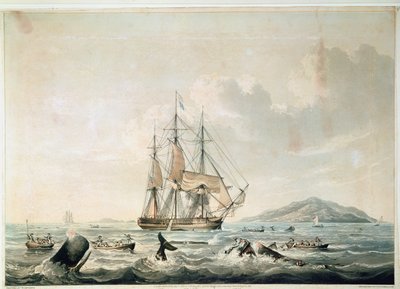 Valfiske i Söderhavet, graverat av T. Sutherland av William John (after) Huggins