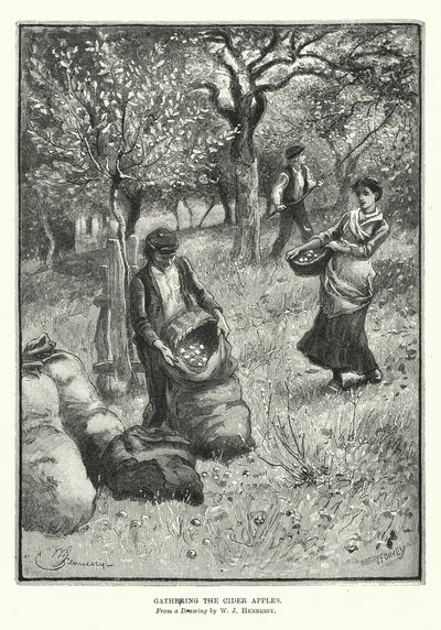 Att samla in cideräpplen (litografi) av William John Hennessy