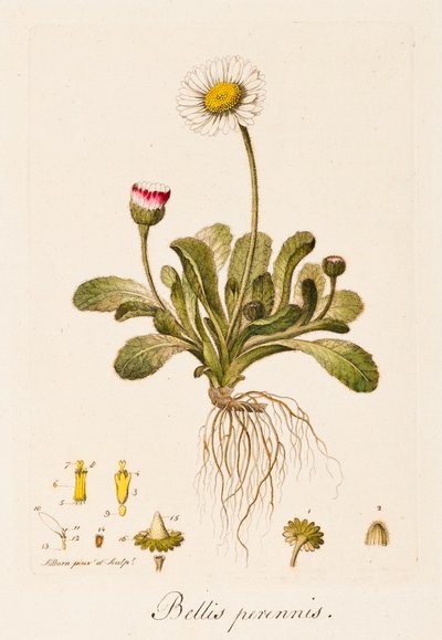 Perenna krig, Daisy, c1770-1790. av William Kilburn