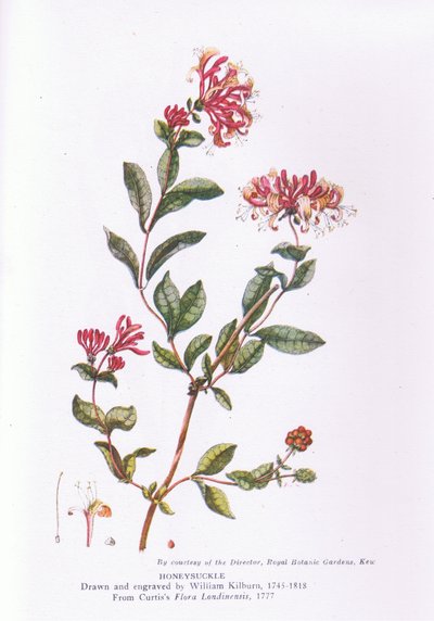 Honeysuckle, Nature in Britain publicerad av Collins, 1946 av William Kilburn