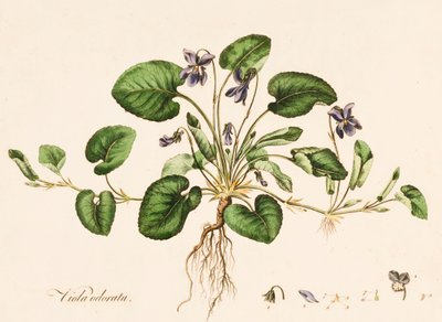 Sweet Violet, c1770-1790. av William Kilburn