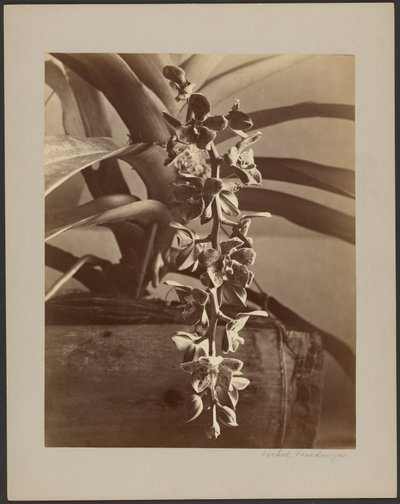 Orkidéer, Ceylon av William Louis Henry Skeen