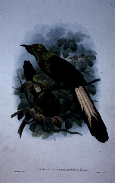 Astrapia Splendidissima (färg litho) av William Matthew Hart