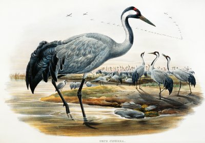Trana (Grus cinerea), litografi från Birds of Great Britain av William Matthew Hart
