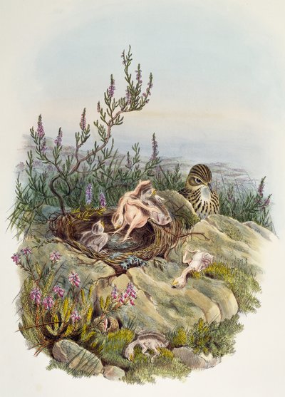 Common Cuckoo, av John Gould (1804-1881), litografi av William Matthew Hart (1830-1908), Storbritannien av William Matthew Hart