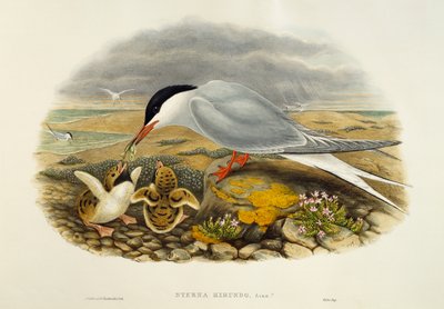 Tärna (Sterna hirundo), litografi från Birds of Great Britain av William Matthew Hart