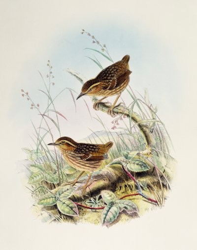 Eyebrow Wren-Babbler (Napothera epilepidota), litografi från Birds of Great Britain av William Matthew Hart