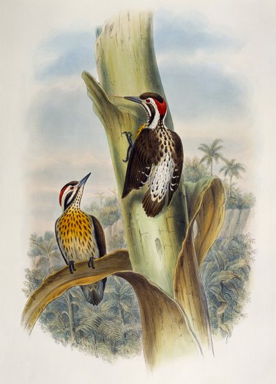 Filippinsk pygmé hackspett (Dendrocopos maculatus), litografi från Birds of Asia av William Matthew Hart