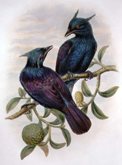 Phonygama Purpureiviolacea (färg litho) av William Matthew Hart