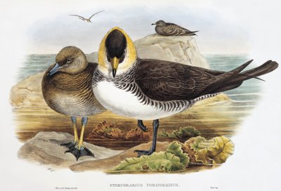 Pomarin Jaeger (Stercorarius pomarinus), litografi från Birds of Great Britain av William Matthew Hart