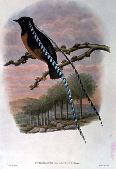 Pteridophora Alberti, kung av Sachsen Paradisfågel (färg litho) av William Matthew Hart