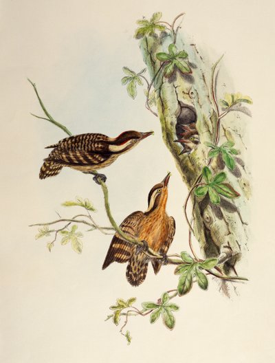 Sunda hackspett (Dendrocopos moluccensis), litografi från Birds of Asia av William Matthew Hart