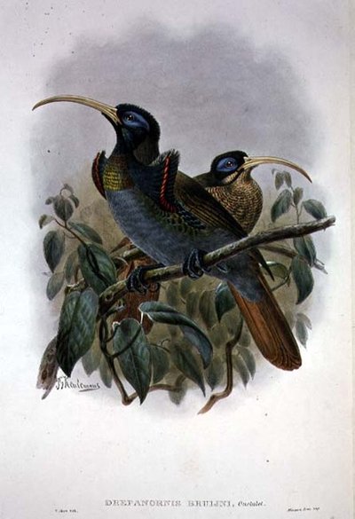 Vit Sickle-billed Bird of Paradise (färg litho) av William Matthew Hart