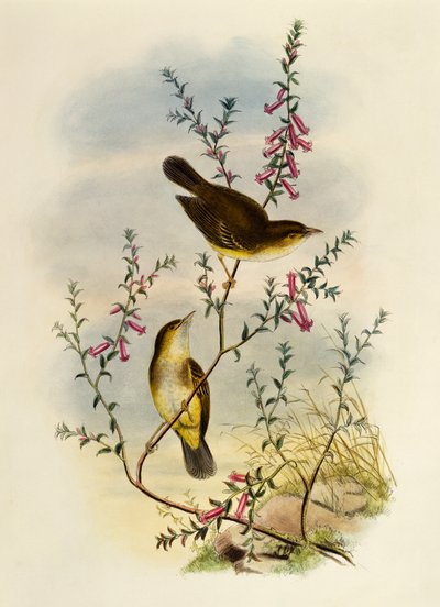 Vitfläckig flugsnappare (Pseudogerygone notata), gravyr av William Matthew Hart (1830-1908), Storbritannien av William Matthew Hart